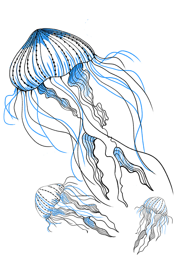 meduse_pic